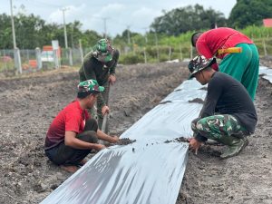 Satgas TMMD Kodim 1012/Buntok Pasang Mulsa Plastik untuk Dukung Ketahanan Pangan